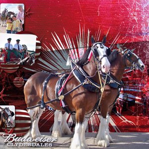 Budweiser Clysdales