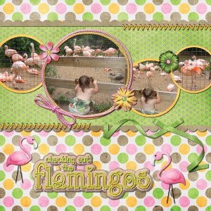 flamingos