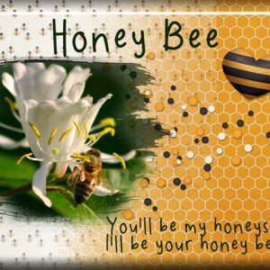 ATC 2017-034 Honey Bee