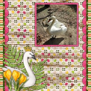 Swan
