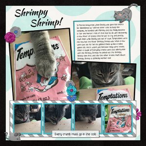 Shrimpy Shrimp