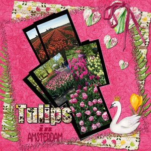 Tulips