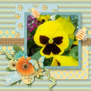 Yellow Pansy