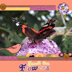 Butterfly garden