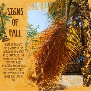Signs of Fall