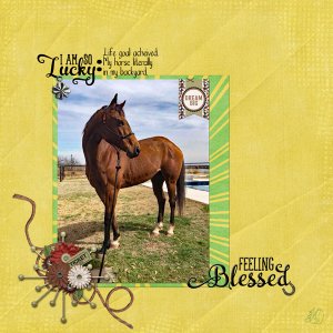 Backyard horse