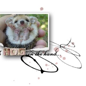 A HOG in the hand...