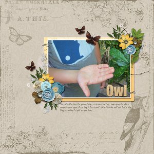 Owl Butterfly