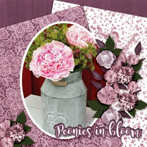 Peonies-in-bloom