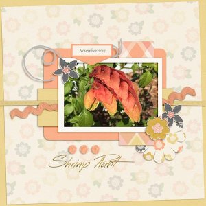 Designer Spotlight - Shrimp Plant