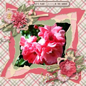 Roses in Bloom