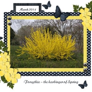 Forsythia - March 2018 Template #1 Challenge