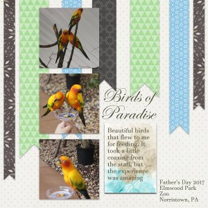 Birds of Paradise