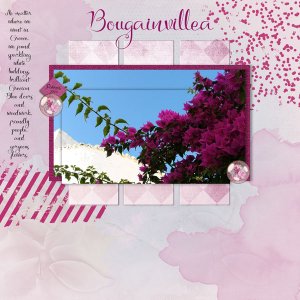 Bougainvillea