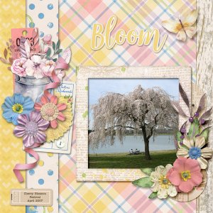 Bloom
