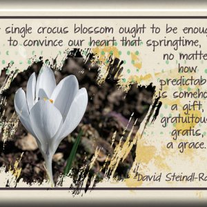ATC 2018-042 A Single Crocus Blossom