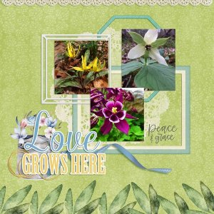 Spring in Maggie Valley