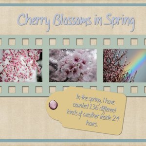 Cherry Blossoms in Spring