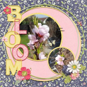 in bloom