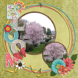 bloom