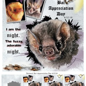 National Bat Appreciation Day