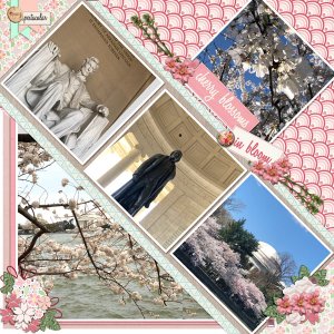 cherry blossoms