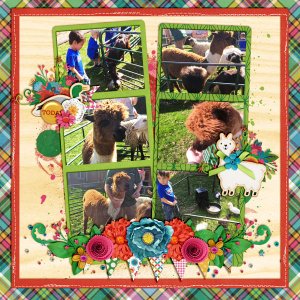 CJ with Alpacas