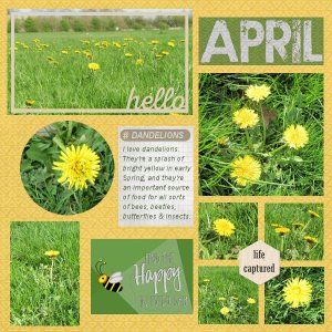 Dandelions