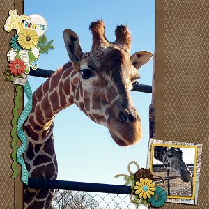 Giraffes