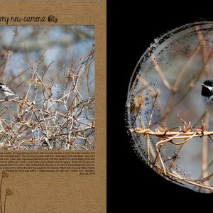 2018-04-first-photo-wild-birds
