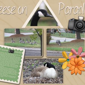 Geese on Parade