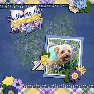 The Flowers Are Blooming