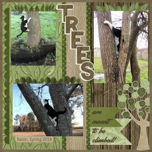 Climbing Trees