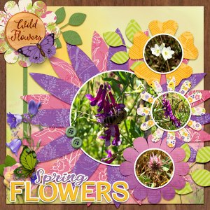 spring wild flowers