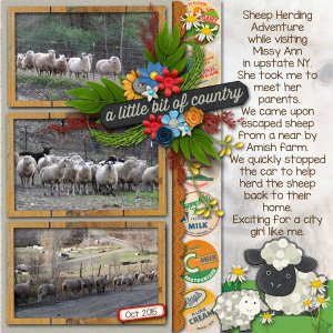 Sheep_Herding