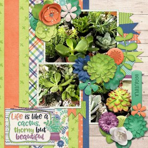 succulents