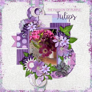 passion-of-purple-tulips