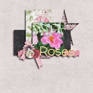 Pink Roses