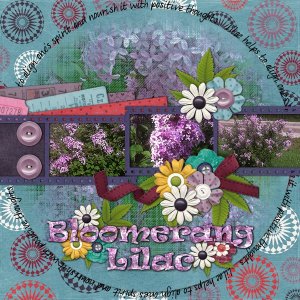 Bloomerang Lilac