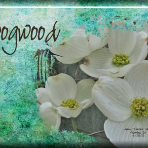 ATC 2018-052 Dogwood