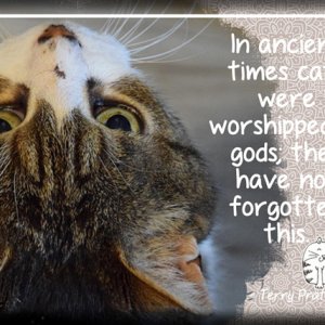 ATC 2018-053 Cats