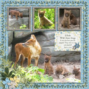 Wild Asian Dogs