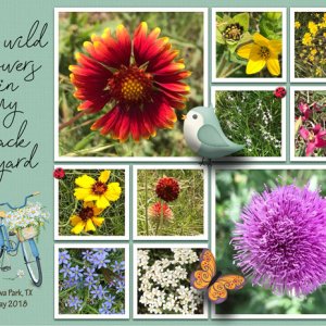 wildflowers in my backyard