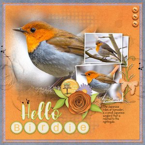 Hello Birdie