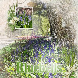Bluebells