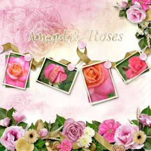 Amanda's Roses