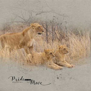 Pride on the Move_LHS