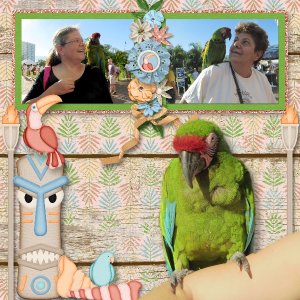 Parrot Love