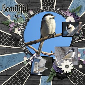 Black-capped_Chickadee_small