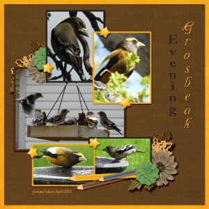 Evening_Grosbeak_small